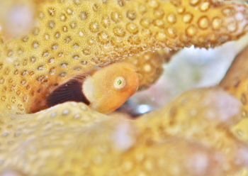 パンダダルマハゼ