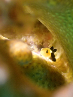 パンダダルマハゼ