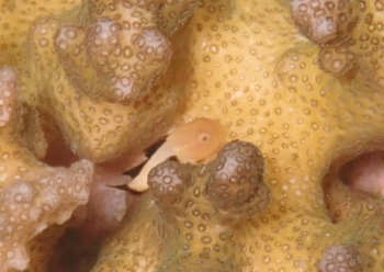 パンダダルマハゼ