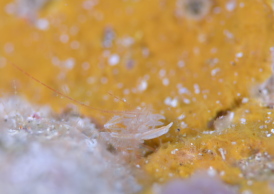 サンゴヒメエビ