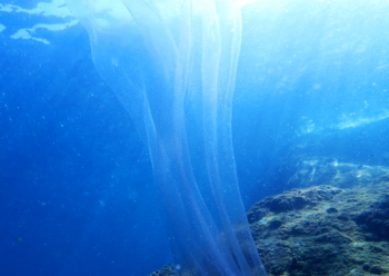 アンコウの卵塊