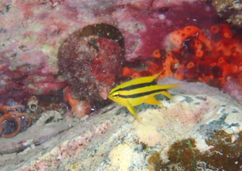 ヒレナガスズメダイ