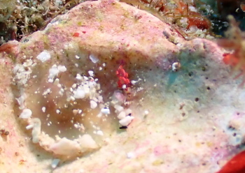 ウツセミミノウミウシ