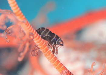 テヅルモヅルエビ