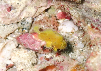 ベニカエルアンコウ