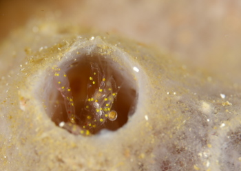 キイロテンテンエビ