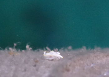 コトヒメウミウシ