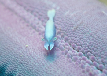 ヒトデヤドリエビ