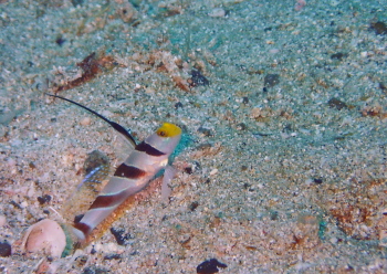 ヒレナガネジリンボウ