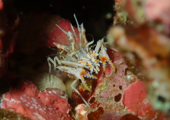 トゲツノメエビ