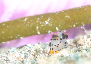 ツノザヤウミウシ