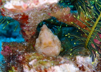 カエルアンコウモドキ