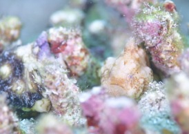 カエルアンコウモドキ