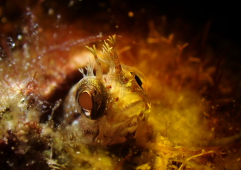 ハダカコケギンポ