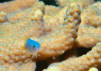 アサドスズメダイ