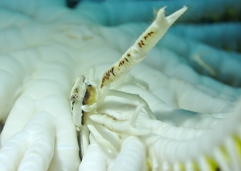 コマチコシオリエビ