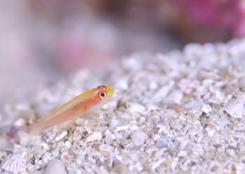 ヒメニラミベニハゼ