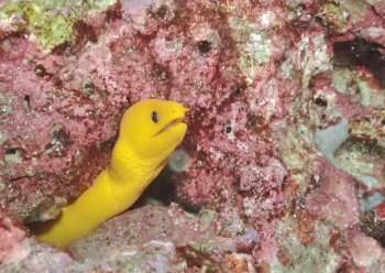 ゴールデンイールモレイ