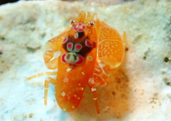 ホヤカクレエビ