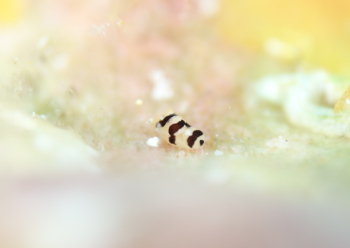 モンガラキセワタ