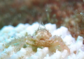 ヒメキンチャクガニ