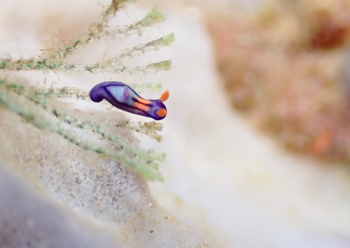 セトリュウグウウミウシ