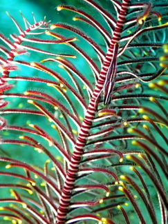 ウミシダヤドリエビ