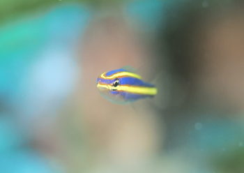 ヤクシマキツネウオ