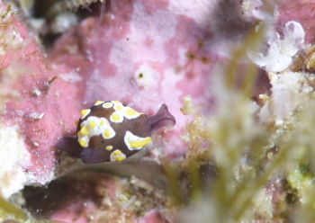 トンプソンコトリガイ