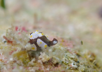 トンプソンコトリガイ