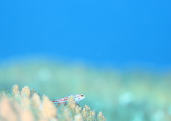 タテジマへビギンポ