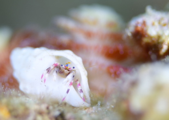 カザリサンゴヤドカリ