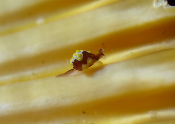 トンプソンアワツブガイ