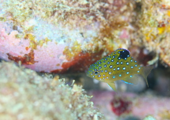 ルリホシスズメダイ