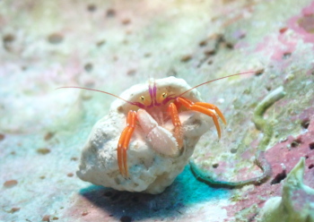 フルセゼブラヤドカリ