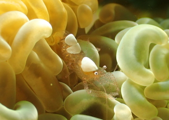 ハモポントニア・フンジコーラ