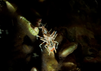 トゲツノメエビ