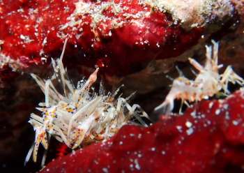 トゲツノメエビ