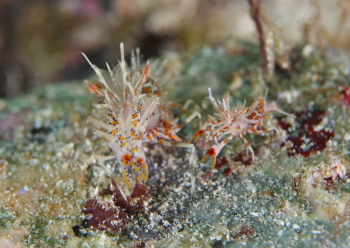 トゲツノメエビ