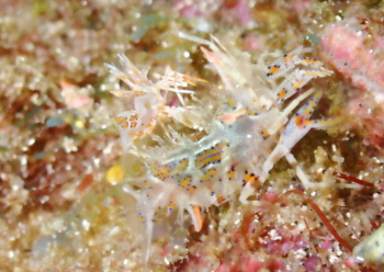 トゲツノメエビ