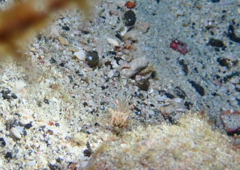 トゲツノメエビ