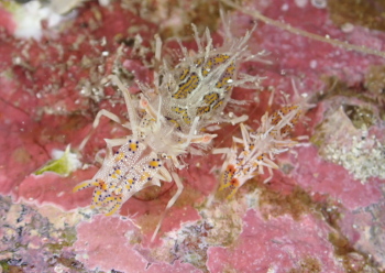 トゲツノメエビ