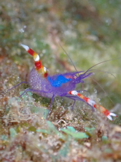 バイオレットボクサーシュリンプ