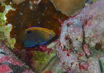 クロメガネスズメダイ