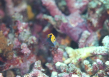 クロメガネスズメダイ