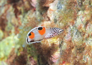 カンムリベラyg