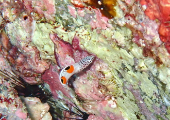 カンムリベラyg