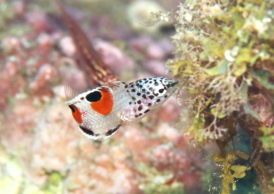 カンムリベラyg