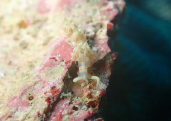 ハクセンミノウミウシの仲間