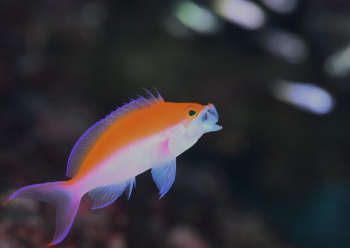 フタイロハナゴイ